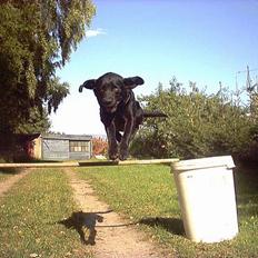 Labrador retriever Buddy