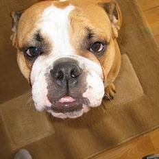 Engelsk bulldog Anna