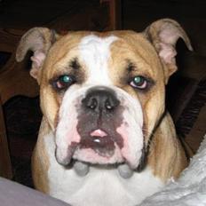 Engelsk bulldog Anna