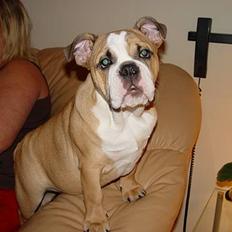 Engelsk bulldog Anna