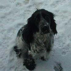 Cocker spaniel Seffie