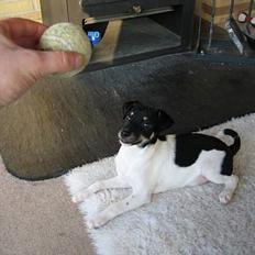 Dansk svensk gaardhund Bingo