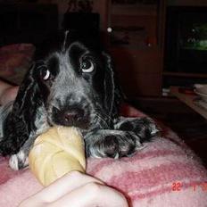 Cocker spaniel Seffie