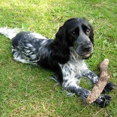 Cocker spaniel Seffie