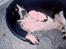 Engelsk springer spaniel Mirocchi (Louis) - Gået bort - Total afslapning... D r livet <33