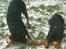 Rottweiler Tiny *18-12* - Mig & min far *S*