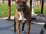 Amerikansk bulldog Baloo, 28/3 
