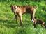 Amerikansk bulldog Baloo, 28/3 