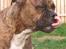Amerikansk bulldog Baloo, 28/3  - Ihh jeg elsker at slikke mig selv i næsen :O) 