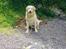 Blanding af racer simba - simba med sin elskede boldt