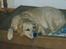 Blanding af racer simba - simba i sin elskede seng