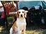 Beagle Max