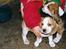 Beagle Max