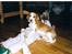 Beagle Max