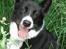 Karelsk bjørnehund Talli R.I.P 21 maj 2010 - nyt