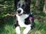 Karelsk bjørnehund Talli R.I.P 21 maj 2010