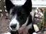Karelsk bjørnehund Talli R.I.P 21 maj 2010