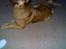 Blanding af racer Bella
