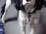Cavalier king charles spaniel Willie