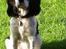 Cavalier king charles spaniel Willie