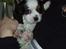 Cavalier king charles spaniel Willie