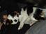 Cavalier king charles spaniel Willie