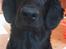 Flat coated retriever Chili