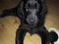 Flat coated retriever Chili