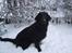 Flat coated retriever Chili