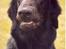 Flat coated retriever Chili