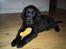 Flat coated retriever Chili