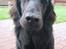 Flat coated retriever Chili