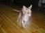 Chihuahua Bailey - Her kommer jeg =)