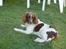 Engelsk springer spaniel jill - her R min hund som lige har fået øje på noget...!