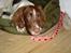 Engelsk springer spaniel jill - her R hun igen...hun R så træt