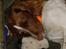 Engelsk springer spaniel jill - Lille baby;)