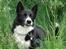 Karelsk bjørnehund Talli R.I.P 21 maj 2010 - nyt