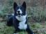 Karelsk bjørnehund Talli R.I.P 21 maj 2010