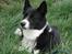 Karelsk bjørnehund Talli R.I.P 21 maj 2010