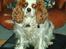 Cavalier king charles spaniel Mille - Mille med det store overblik