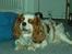 Cavalier king charles spaniel Mille - skal lige holde øje med bolden