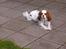 Cavalier king charles spaniel Mille - Ligger og holder øje med havelågen, måske naboens labredore kommer på besøg
