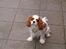 Cavalier king charles spaniel Mille - Kom så med den bold ...
