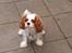 Cavalier king charles spaniel Mille - Mille skal lige se om jeg har noget i lommerne :-)