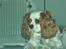 Cavalier king charles spaniel Mille - Ups gik mor ud i køkkenet ???