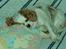 Cavalier king charles spaniel Mille - En lur kan man jo altid klare