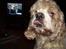 Amerikansk cocker spaniel Galaksi Rocket Man