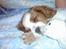 Cavalier king charles spaniel Pumba - sover sammen med luffe...hehe