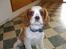 Cavalier king charles spaniel Pumba - lige da vi fik ham