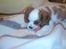 Cavalier king charles spaniel Pumba - leger med min lille røde bold